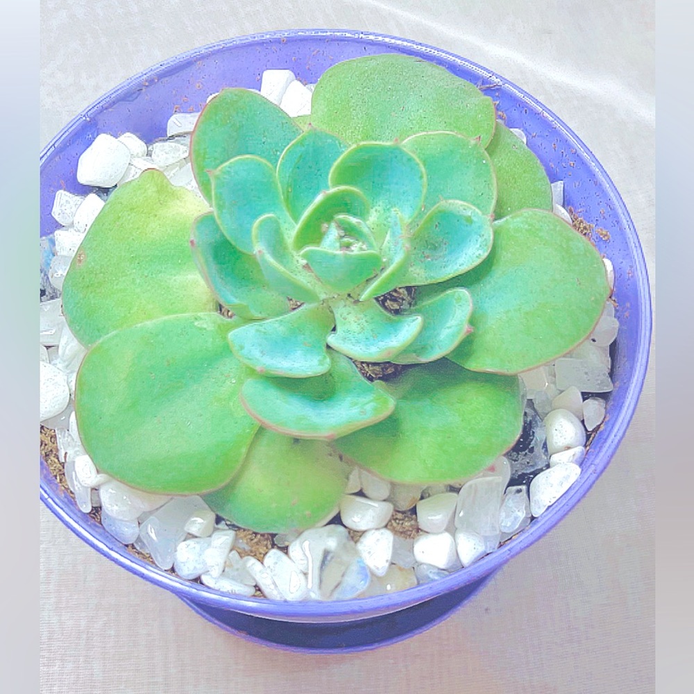 Small Purple & Green Potted Succulent • Handmade by Sophie’s Succulents 🌵